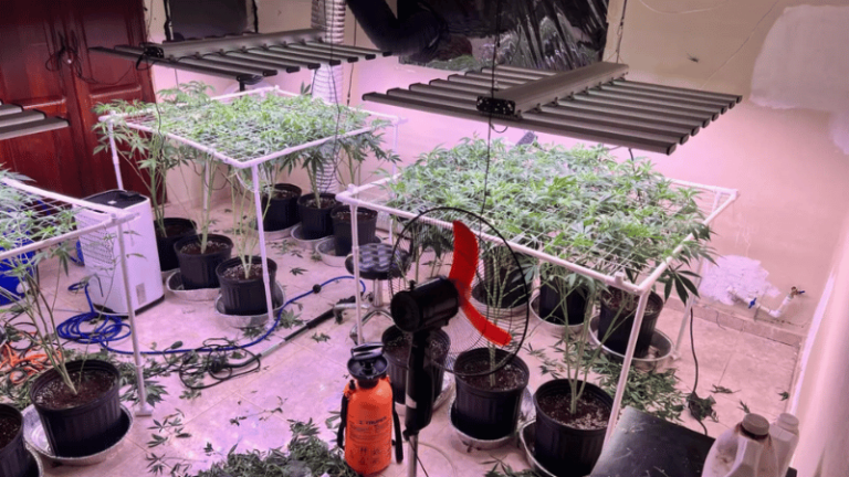 DNCD y Ministerio Público Desmantelan Invernadero de Marihuana en La Vega - Imagen